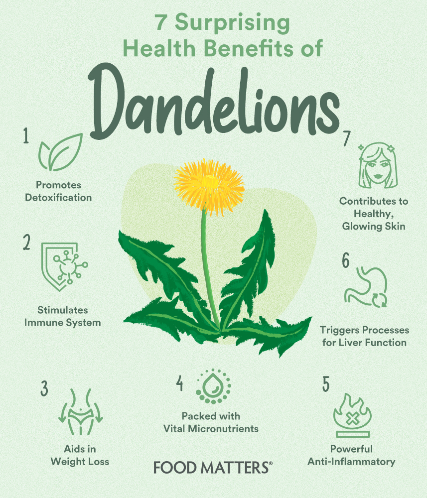 Medical advantages Of Dandelion Leaves