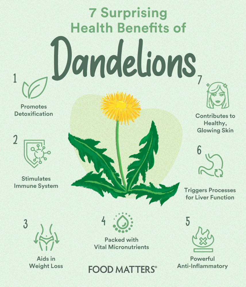 Dandelion Health Benefits Leaves Root INFOGRAPHIC 40 OFF